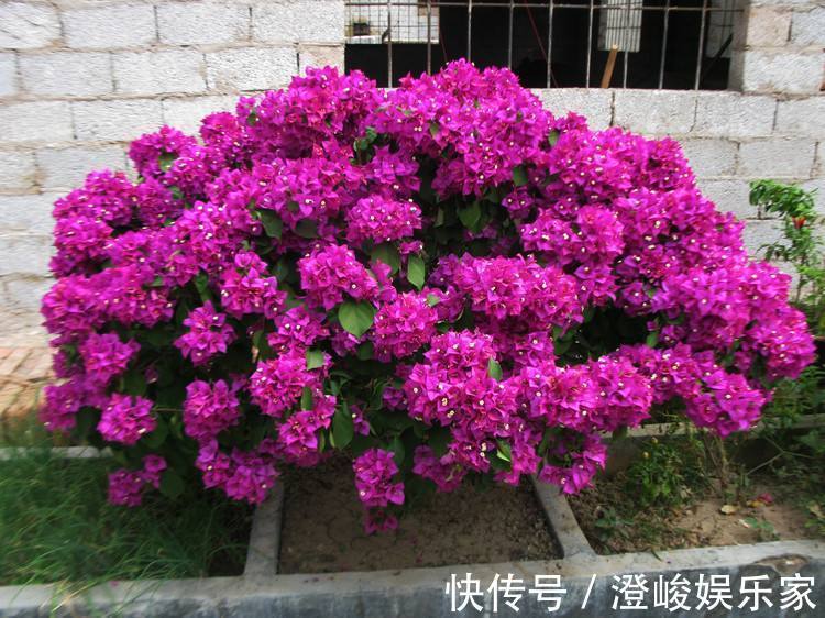 月季|养月季病虫害太多花匠推荐养“这种”花，不生病、花期150天