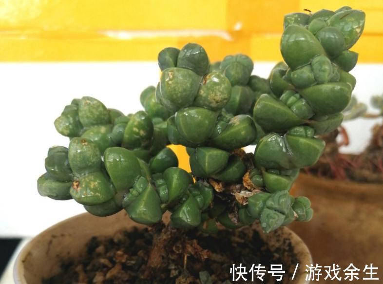 该怎么将鹿角海棠养成老桩？掌握住这些“修剪要领”就能实现