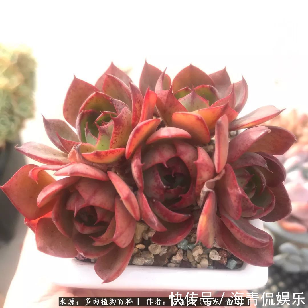 白月影|我和我的“多肉恋人”,怎么样有没有惊艳到你!