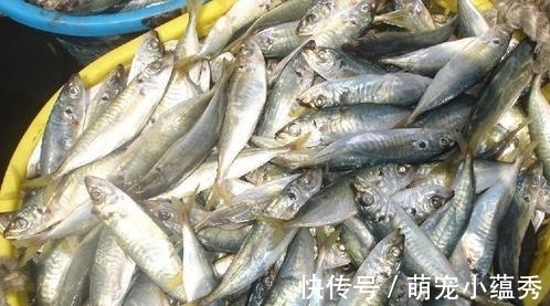 去市场买鱼，聪明人专挑这4种，好吃又便宜，鱼贩子都夸你是行家