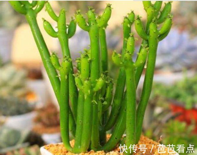 耐旱|4种花很耐养，沾土就能活，招财又开运，你养了吗