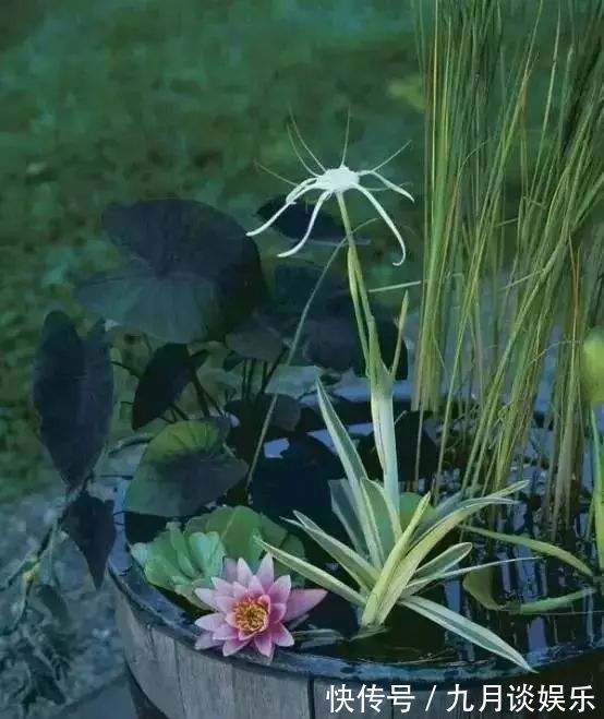不花钱在阳台、露台上打造一个迷你池塘，好看到爆！