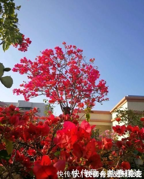 蟹爪莲|三角梅,蟹爪兰开花少,教你一个“土方法”,轻松爆花!