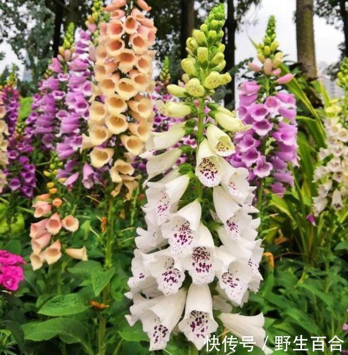 聪明人都养几种花,净化空气,不花1分钱,空气变清新