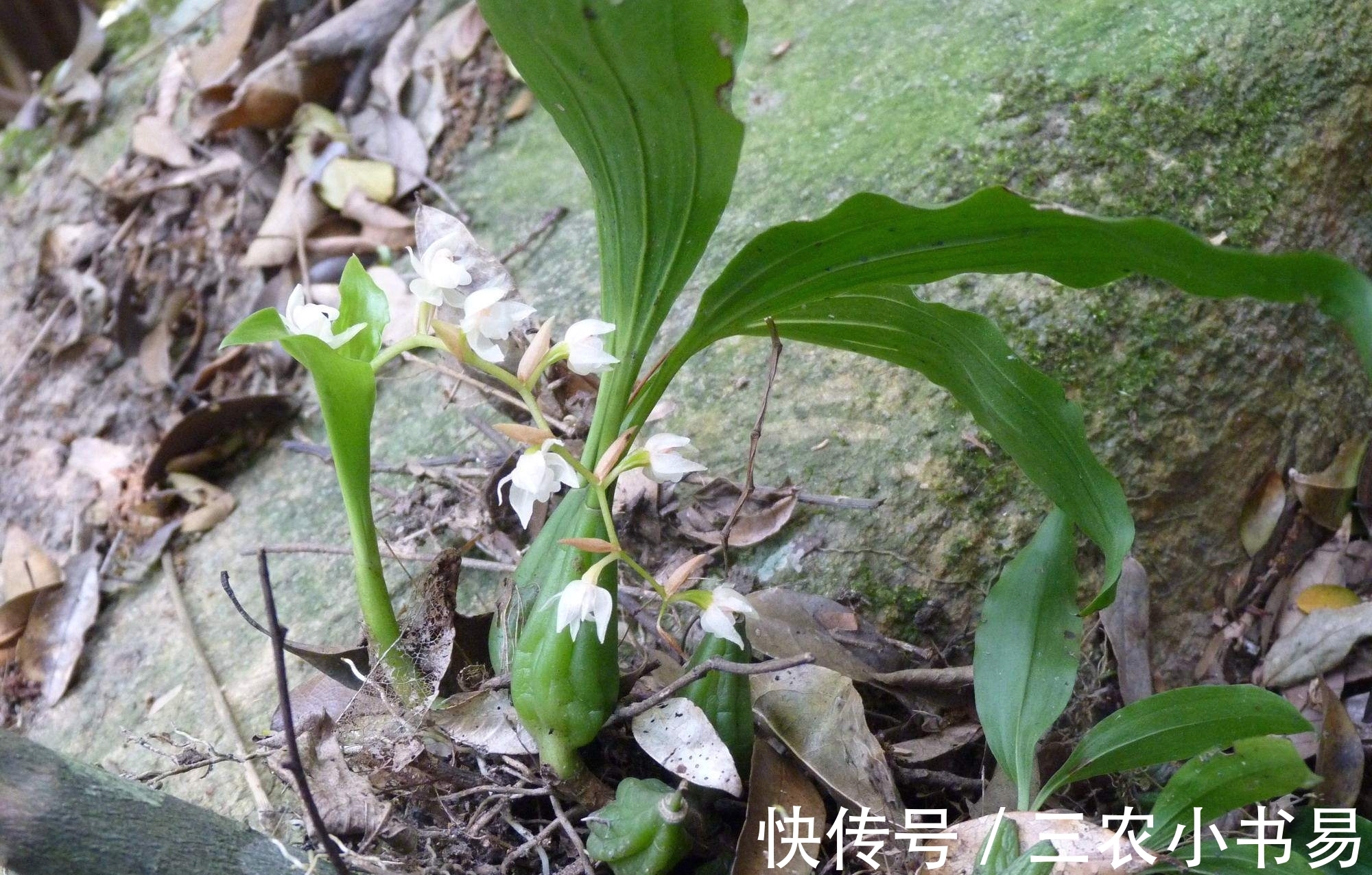 石仙桃|石头上的仙草，人称“仙桃”，农民见到会扯掉，殊不知煲汤味道鲜