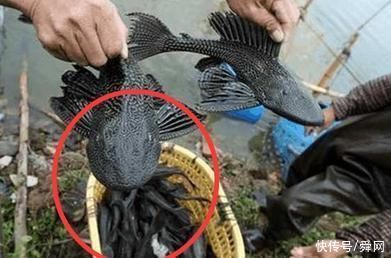 游客在鱼塘钓鱼,钓上来这个奇怪的东西,老板也没有任何办法
