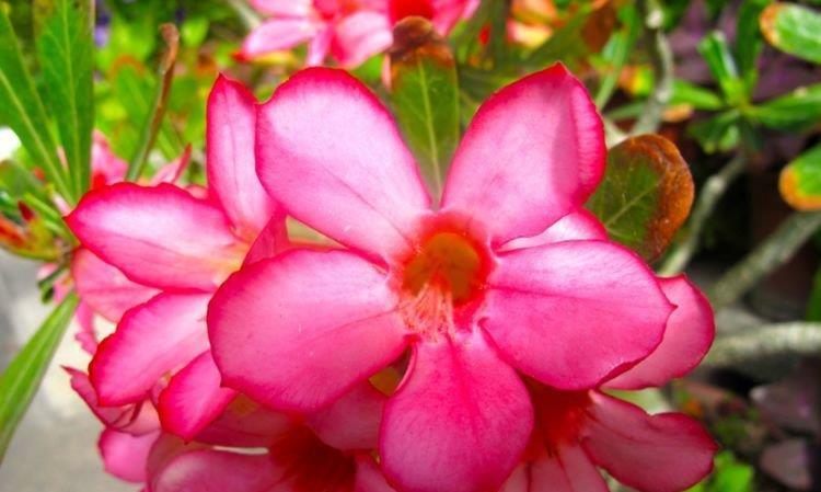 最有仙气的4种花，迷人的花朵，养护简单，开花速度快