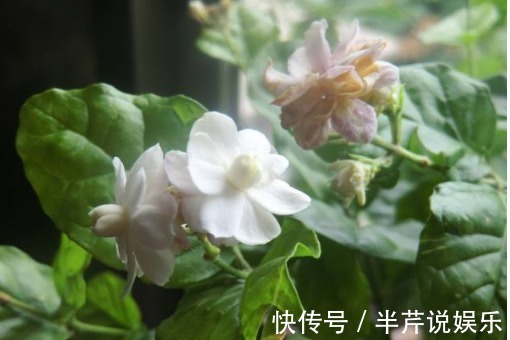 茉莉|邻居养了一株笔尖茉莉，香味蹿进了左邻右舍，太好闻了！
