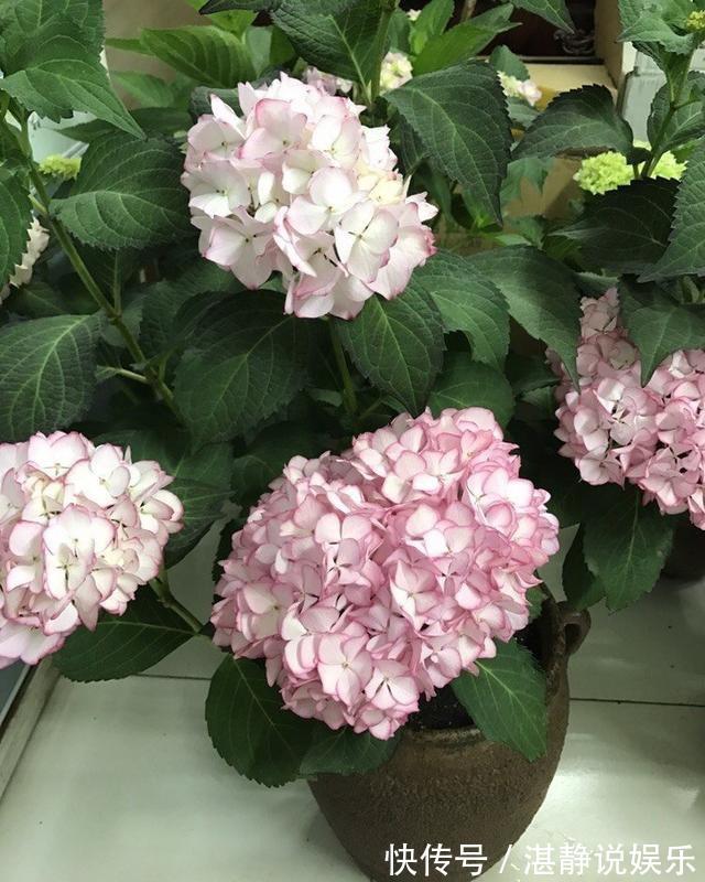 秋天|秋天就扦插“绣球花”,遇土就生根,阳台放不下,春天开成花园