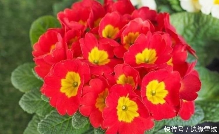 漂亮|4种花超漂亮，个个美出状态，开起花来“拦”不住，美不胜收