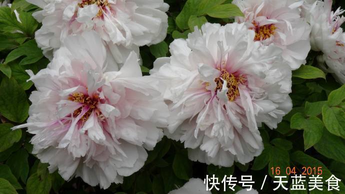 牡丹|喜欢菊花,就养盆“牡丹珍品”雪映桃花,花开富贵,国色天香,美