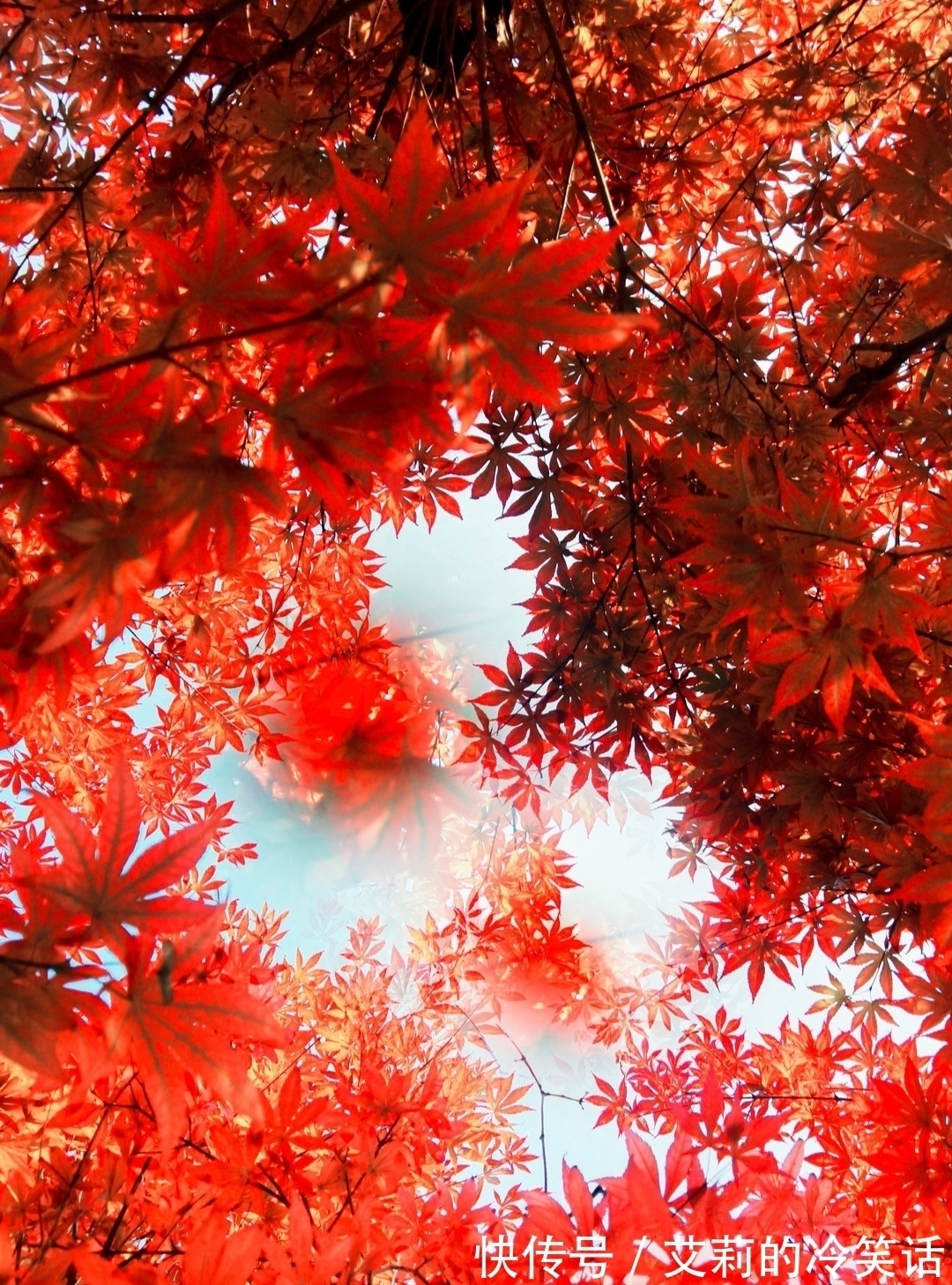 gt@七律·咏枫·九首丨满眼繁华尘外景,千年丽艳故园妆