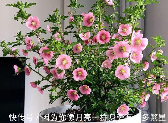 养花|橘子皮扔掉太浪费了!这样处理用作养花,植株根叶嗖嗖疯长