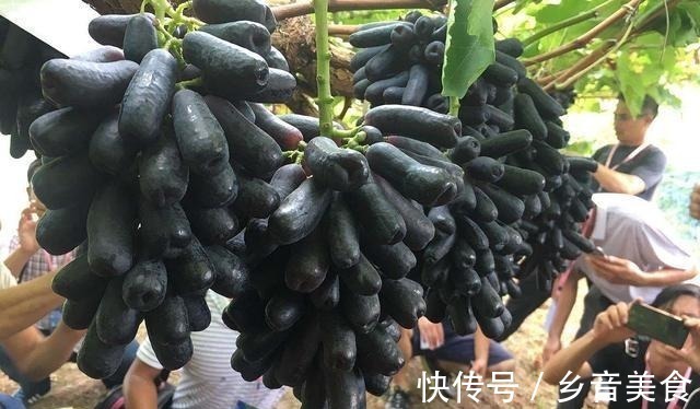 院子里种上果树,能观赏且寓意好,果肉还有奶香味,甜而不腻!