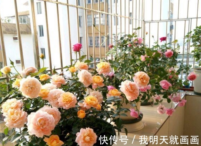 最适合新手养的4种花,花期长花量大,一盆千百朵,枝头花苞满