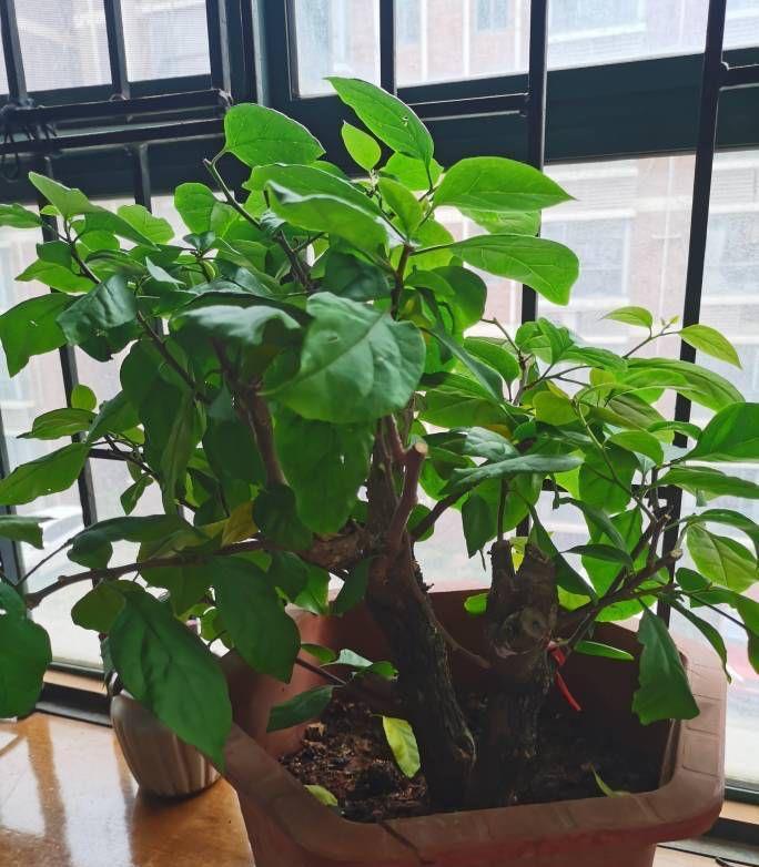 光照|又到了三角梅盛开的季节，做好3步，阳台也能养很好，照样爆花