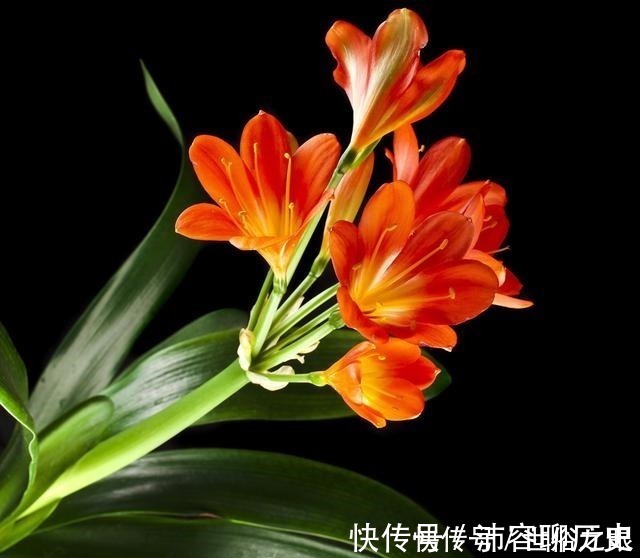 光照|夏天来了,君子兰喜欢“1多2少”,既能安全度夏,又能长花芽