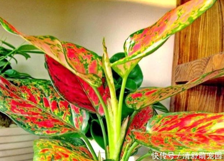 矾根|被”惊艳“到的5种”观叶花“,叶子比花漂亮100倍,1年都是花期