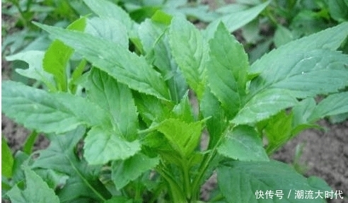 十个女人九个有妇科炎症，常用此物泡水喝，排毒养颜，子宫变干净