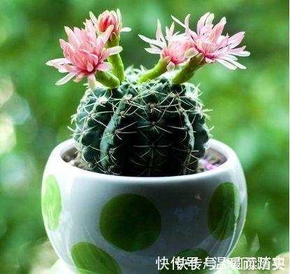 玫瑰|养花就养此4种，扦插就能活，周年开花，室内也能养