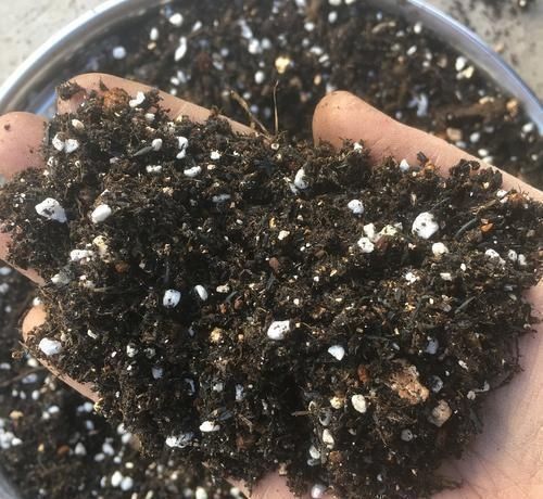 植物|这4种土不能养花，很容易招虫烂根，养啥花都活不久