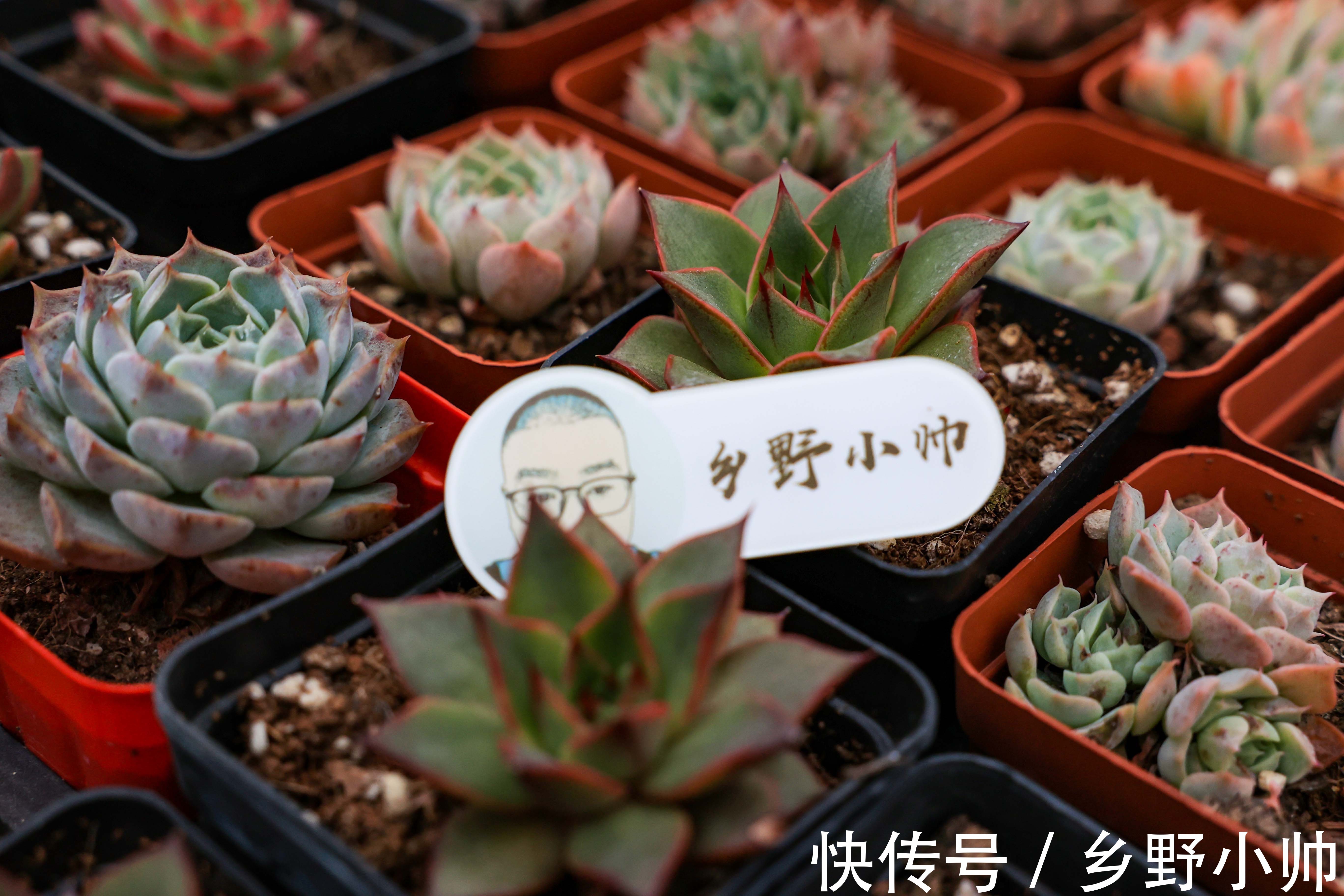 小帅说肉：饺子皮是多肉的“黄金生长期”，夏天养护要注意这些