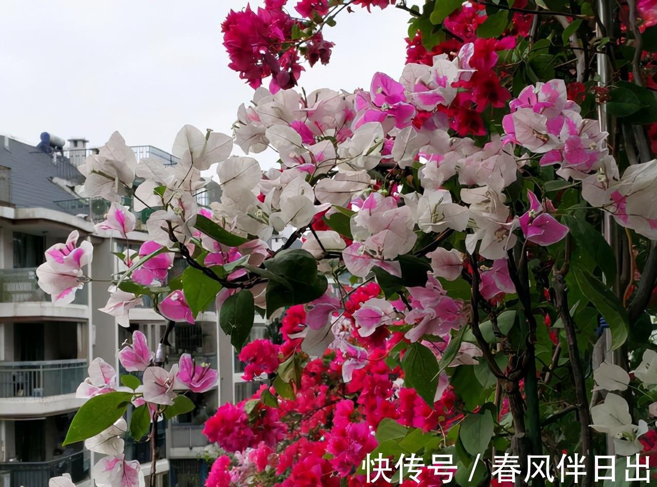 叶片|适合9月养的花,花大色艳,爱开花,很漂亮,关键很好养