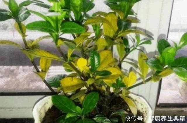 家庭养花,经常用1种水,不黄叶,开花美艳!