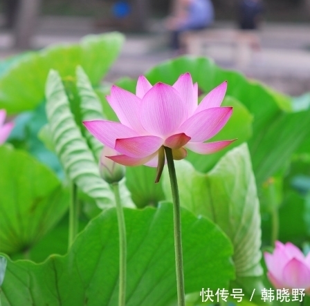 桃花朵朵|未来一个月，4属相桃花朵朵，工作顺利，生活顺风顺水