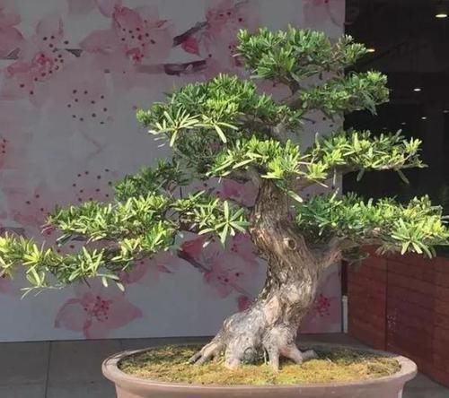 修剪|此花花香叶也香,枝叶四季常青,最适宜被修剪成盆景供人欣赏