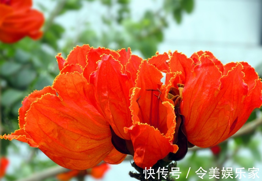 盛开|此花盛开十分漂亮且壮观,远看似树顶着火一般,是吉祥美丽的象征