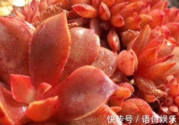 自制肥|给多肉喂上这种“小零食”,新芽呼呼长,叶片肥厚,长得水灵灵的