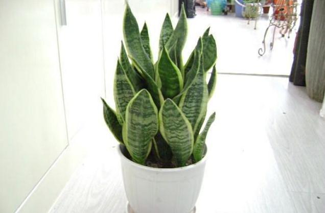 在家用这法养虎皮兰,简单一养就爆盆,还能净空气,值