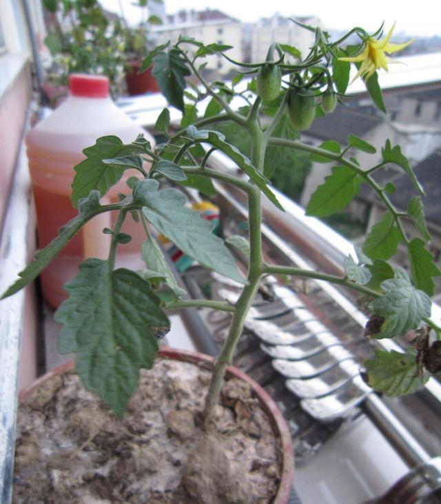 阳台上最好养的“3种菜”,种一次,吃不完,收获一盆又一盆