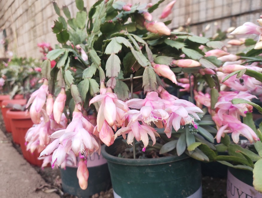 打蔫|害怕蟹爪兰夏季打蔫,告诉你几个关键操作,让它叶片油绿硬挺