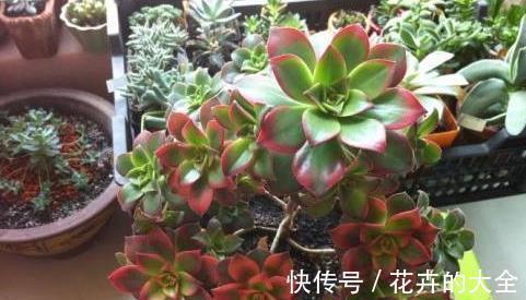 难怪你家多肉长不好,这些多肉,越晒太阳长得越不好