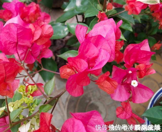 大花树|三角梅这些品种最勤花，一年四季开不停，花多得不见叶！