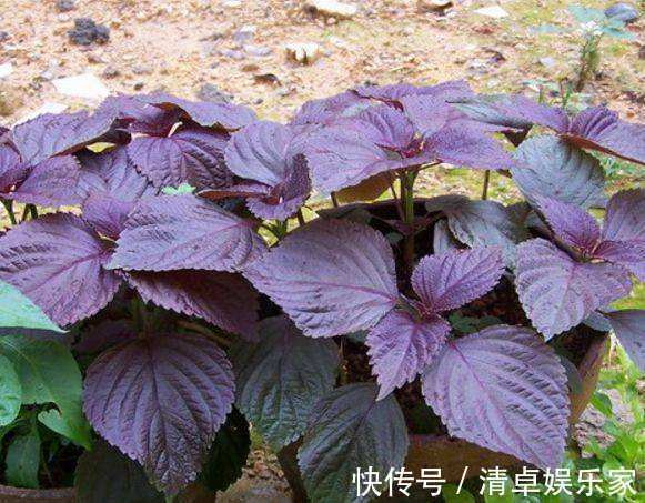 功效|乡下田间地头常见的“紫苏”，8大功效，教你全部吃出来！