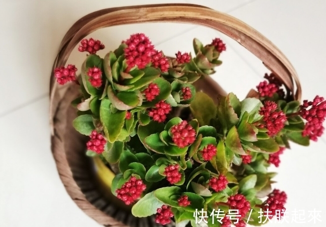 花盆|冬天盛开的8种花爱住“小房子”，花盆越大，越容易黄叶