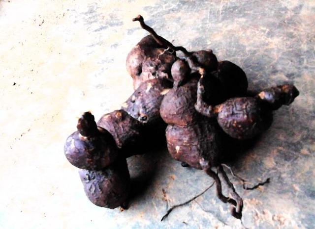 农村|它被称为“抗癌神草”,农村没人要,城里吃不到