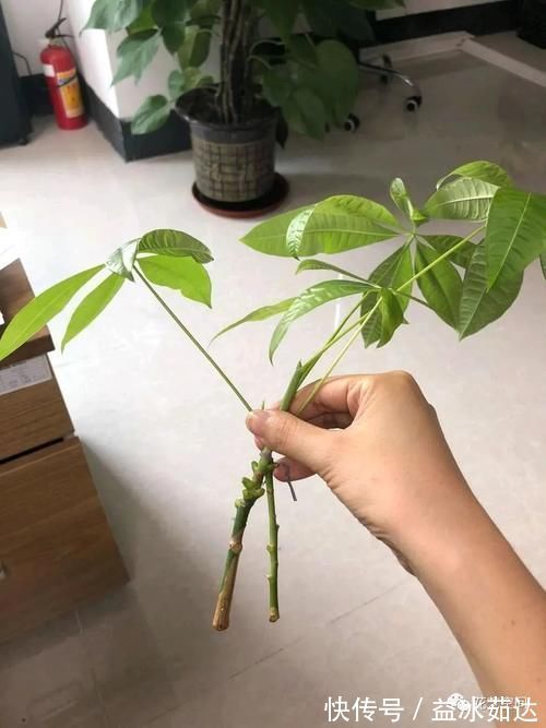 盆景|过年没事在家扦插这3种树，生根快，一个月变成小盆景