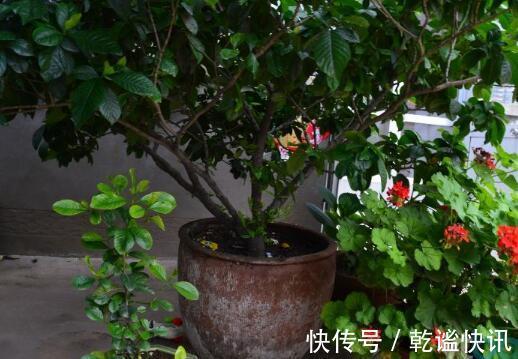 养栀子花，几个“小技巧”，三年养成树，开花满枝，芳香又美丽！