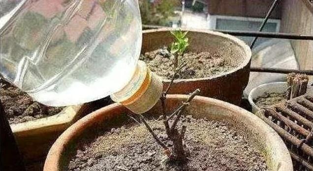 土壤|往盆里埋点“它”，啥花都能长好，土壤板结问题分分钟解决，实用