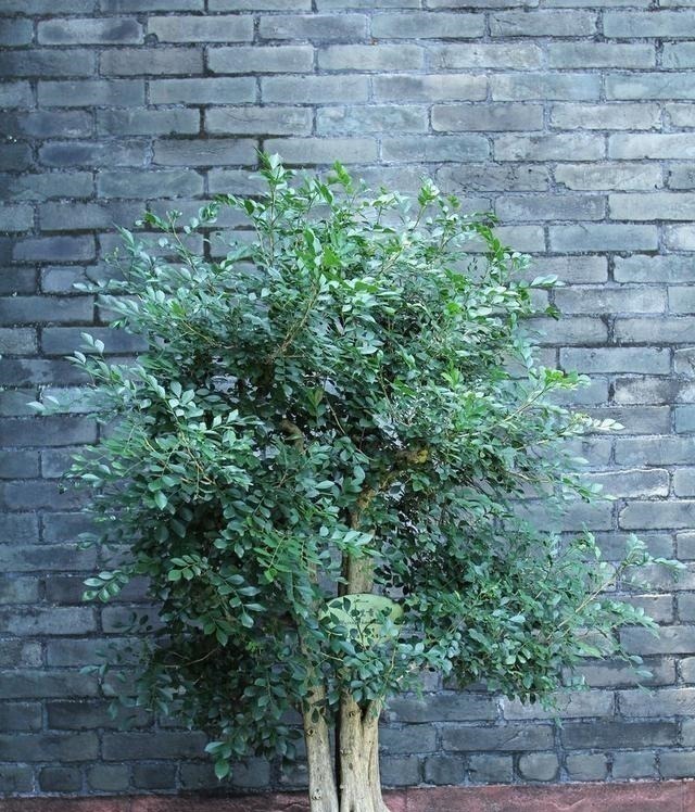 少抽两包烟，此花也要栽2株，花香不输给桂花，好养又好看！