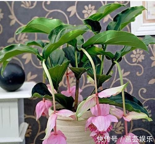 这些花卉美过玫瑰,一年四季花开不停,花大色艳很漂亮,谁养谁爱