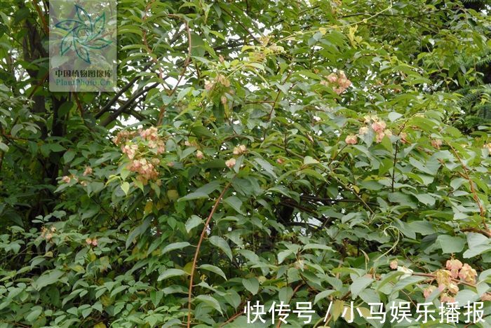 砒霜|山砒霜,见过吗?治类风湿性关节炎、红斑狼疮、银屑病