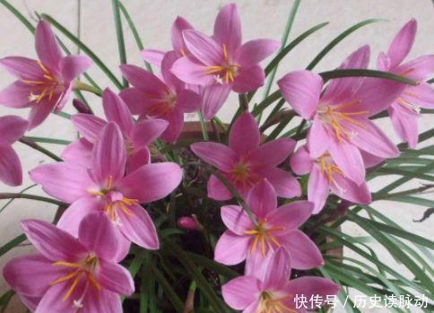 玫瑰|新年快到了,此几款花卉养在家里,花朵烂漫迷人