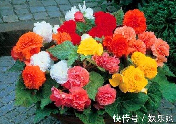 丝网状|有“1种花”是神圣之花,花色艳丽,花期长达100多天,回家快去养