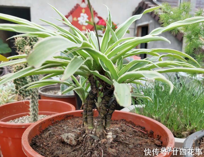 普普通通的吊兰，被养成了“老桩”，花友：袖珍版龙血树