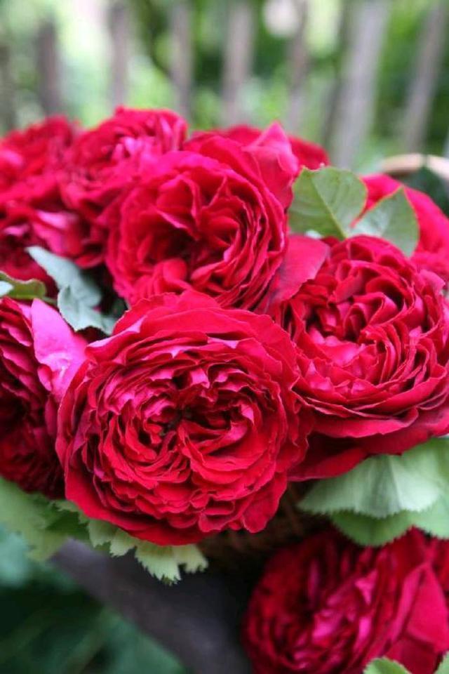 一枝条|月季福音——热情奔放的火红色,花瓣浓密,被惊艳到了